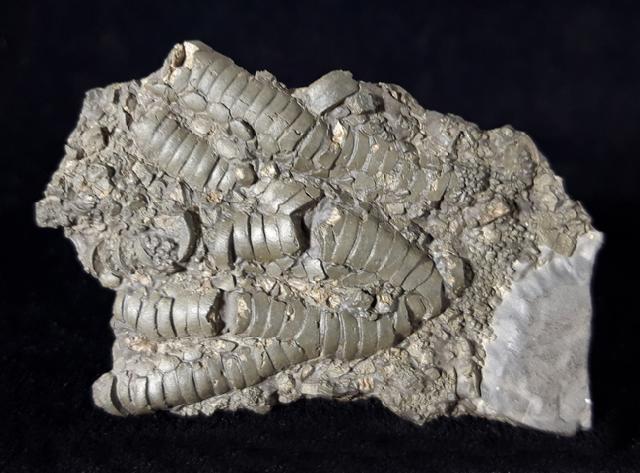 Pentacrinites briaroides (QUENSTEDT 1852) - Bild © FossNet FossilienStore